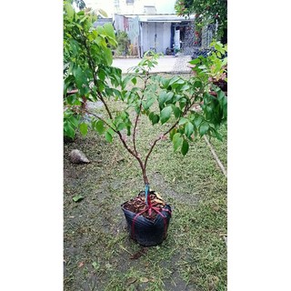 Cây khế ngọt đang ra hoa hàng chuẩn giống