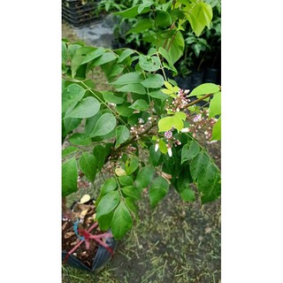 Cây khế ngọt đang ra hoa hàng chuẩn giống