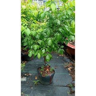 Cây khế ngọt đang ra hoa hàng chuẩn giống