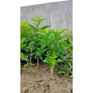 Combo 2 cây giống vọng cách to ,khỏe lh 0355276899