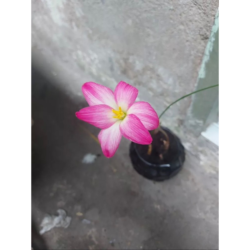 Huệ mưa tím mộng mơ hoa siêu to