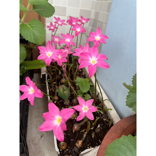 Huệ mưa tím mộng mơ hoa siêu to