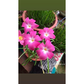 Huệ mưa tím mộng mơ hoa siêu to