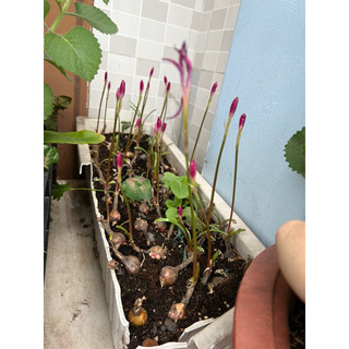 Huệ mưa tím mộng mơ hoa siêu to