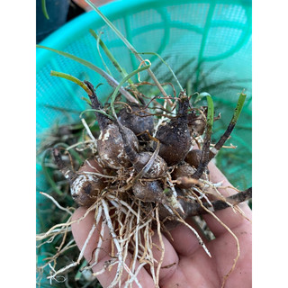 Huệ mưa tím mộng mơ hoa siêu to