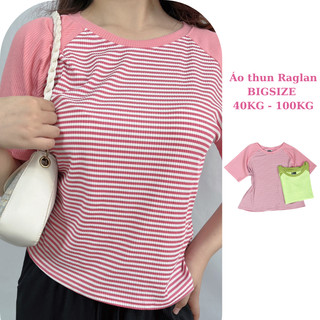 40-100kg áo thun raglan bigsize thun gân co giãn