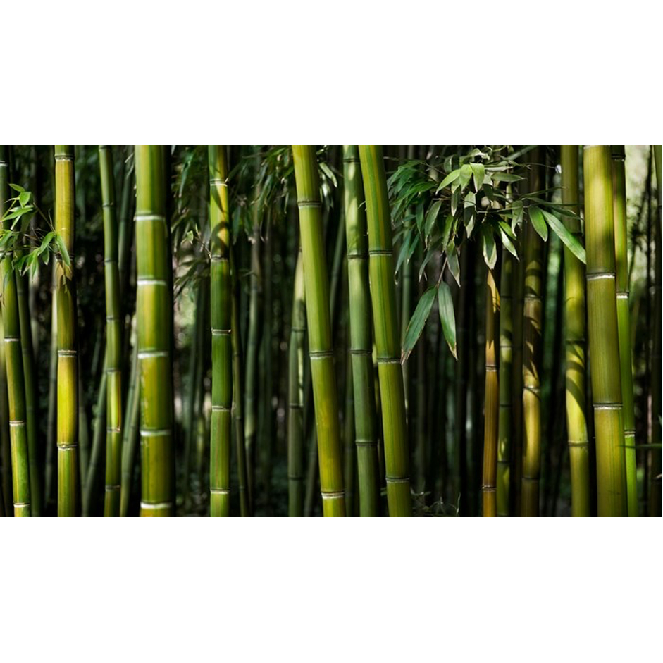 Tinh dầu Tre Xanh 10ml - 100ml / Green Bamboo Pure Oil | Tinh dầu đậm đặc Full