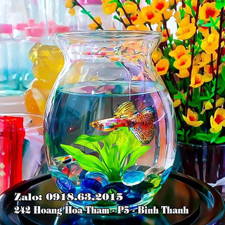 Bình thủy tinh nuôi cá để bàn bầu dục, chậu cá thủy tinh mini, bình thủy tinh trồng cây thủy sinh
