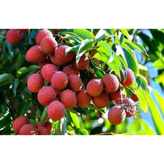 Vải Ngâm Thái Con Voi 565g