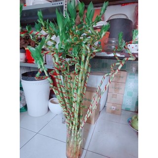 Trúc phát tài xoắn bán lẻ từng cây