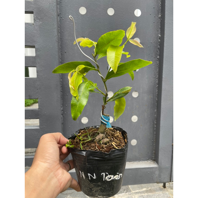 Mai đột biến NHỊ NGỌC TOÀN