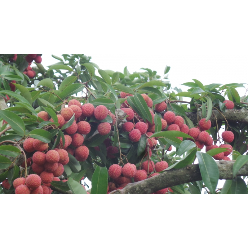 Vải Ngâm Thái Con Voi 565g