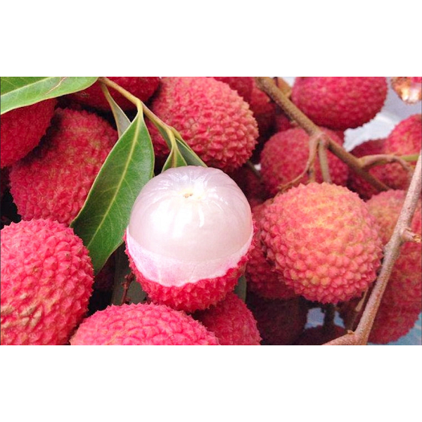 Vải Ngâm Thái Con Voi 565g