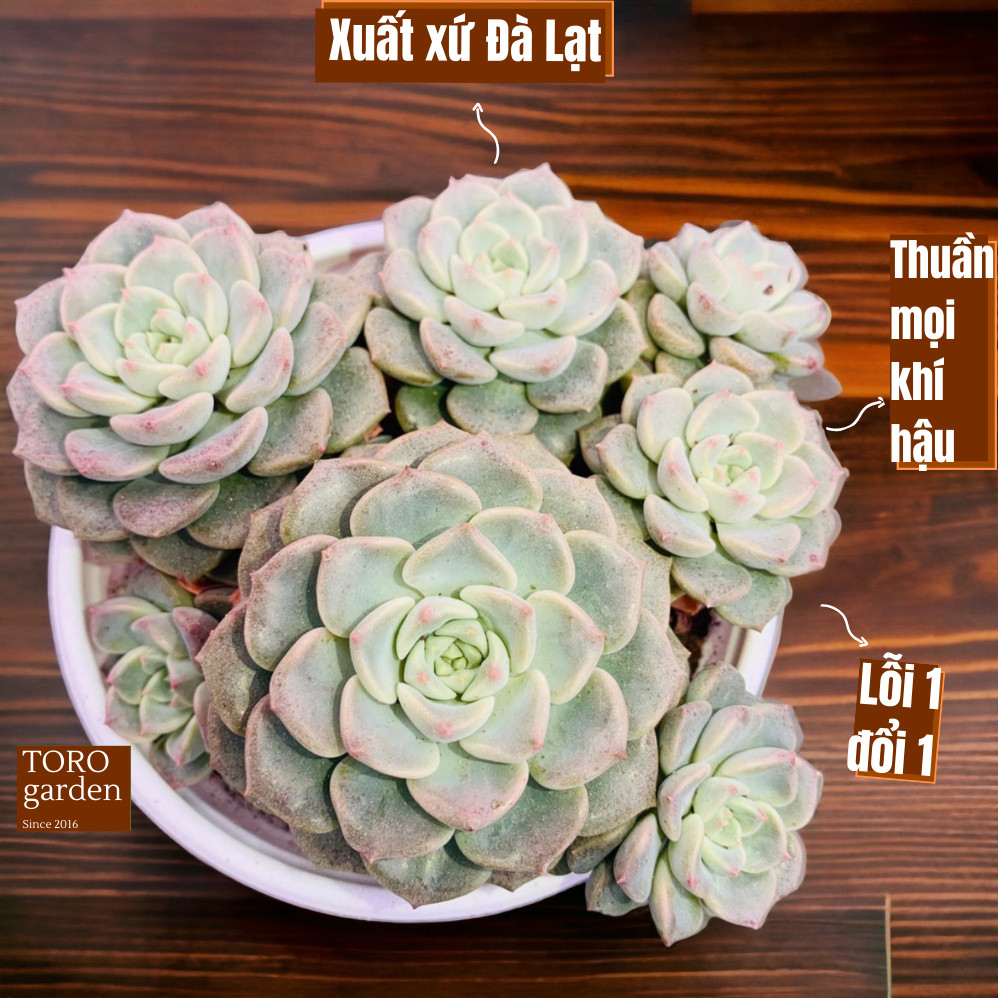 Sen đá diệp hà Đà Lạt size trung bình cây cảnh trang trí nhà cửa Toro garden