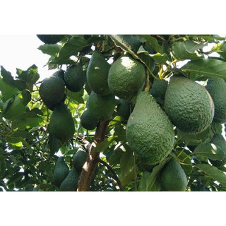 BƠ LÂM ĐỒNG (Sáp-Pin-Booth-034-Núi)