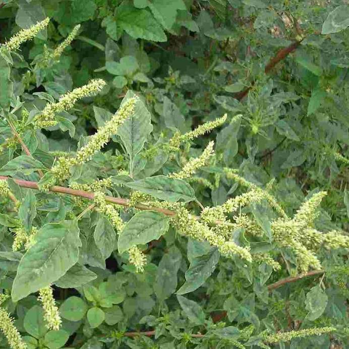 Cây dền gai khô phơi tay thơm ngon - đau xương khớp