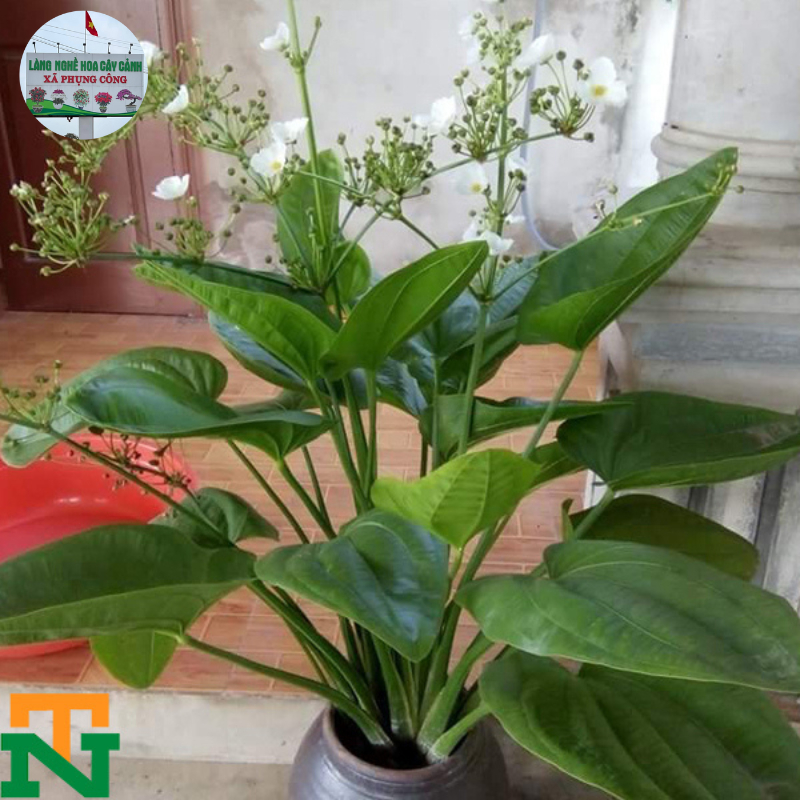 Cây Bách Thủy Tiên, ảnh thật số 2 loài cây mang đến cho gia chủ tài lộc, niềm vui, may mắn, cây phù hợp trang trí để bàn
