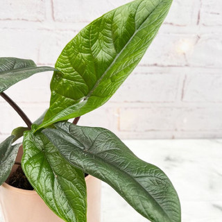 Chậu cứng Alocasia scalprum