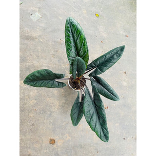 Chậu cứng Alocasia scalprum