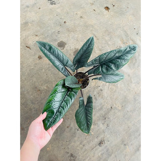Chậu cứng Alocasia scalprum