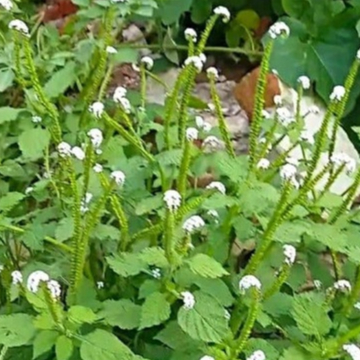 Cây vòi voi khô, mọc tự nhiên, phơi tay thơm ngon