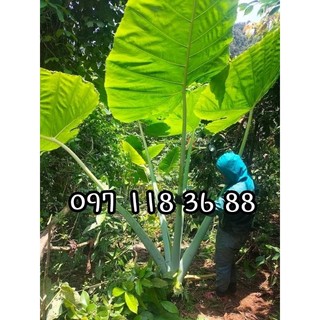 Combo 5kg củ bạc hà núi vùng Thất Sơn An Giang