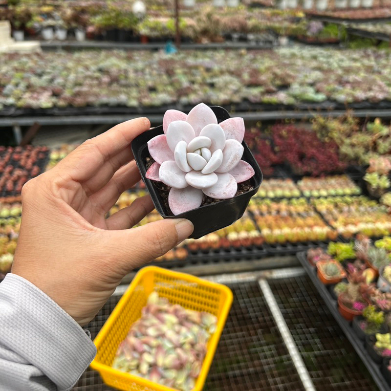 Cây sen đá Bạch Tuyết Echeveria Laui size nhở 4-5cm, cây cảnh trang trí nhà cửa THUANPHAT GARDEN