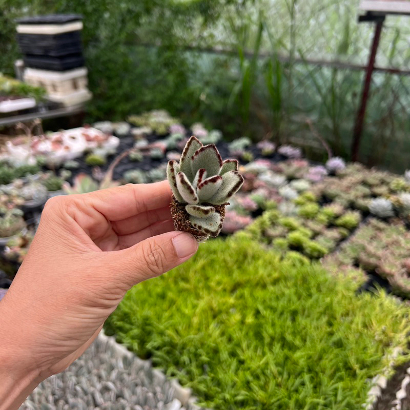 Sen đá Nhung đen, tai mèo, gấu trúc Kalanchoe golden girl size mini 2-2,5cm, cây cảnh trang trí THUANPHAT GARDEN