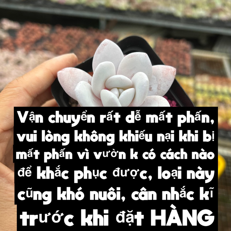 Cây sen đá Bạch Tuyết Echeveria Laui size nhở 4-5cm, cây cảnh trang trí nhà cửa THUANPHAT GARDEN