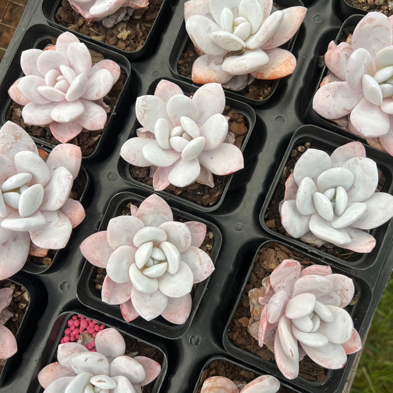 Cây sen đá Bạch Tuyết Echeveria Laui size nhở 4-5cm, cây cảnh trang trí nhà cửa THUANPHAT GARDEN