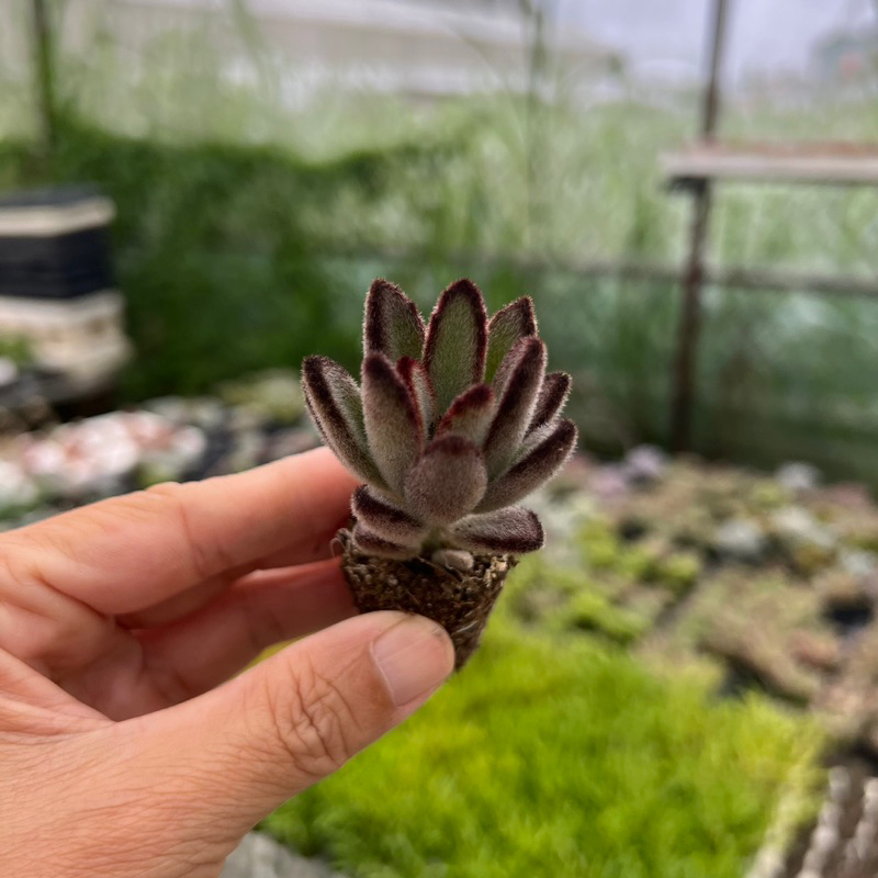 cây sen đá Nhung tai lừa Kalanchoe chocolate size mini 2-2,5cm, cây cảnh trang trí nhà cửa THUANPHAT GARDEN