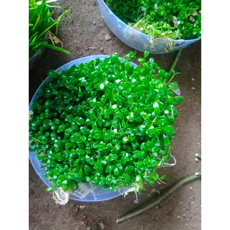 TRÂN CHÂU NHẬT THỦY SINH-  1 Tất