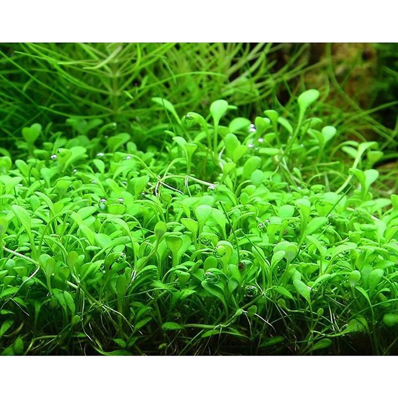 TRÂN CHÂU NHẬT THỦY SINH-  1 Tất