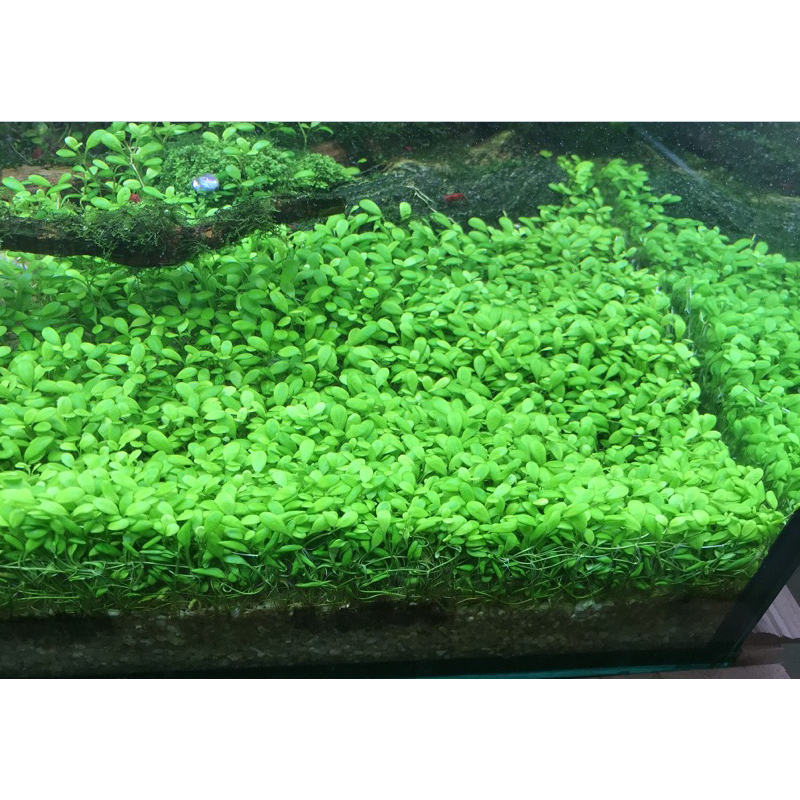 TRÂN CHÂU NHẬT THỦY SINH-  1 Tất