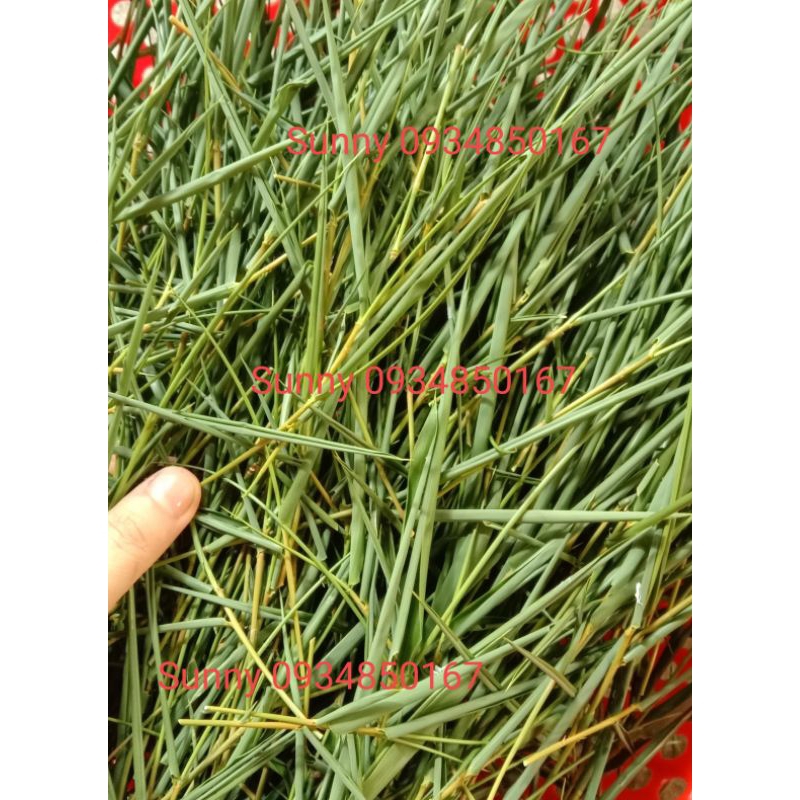 500gr Lá tre gai rừng khô chuẩn/ trà lá tre gai rừng