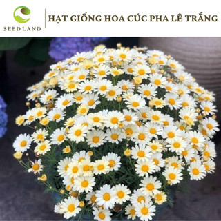 Hạt giống hoa cúc pha lê trắng, cúc tana - 100 hạt Seed land