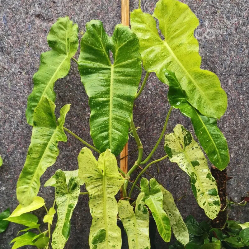 Philodendron Paraiso Verde variegated ‘ Thiên Đường Xanh’