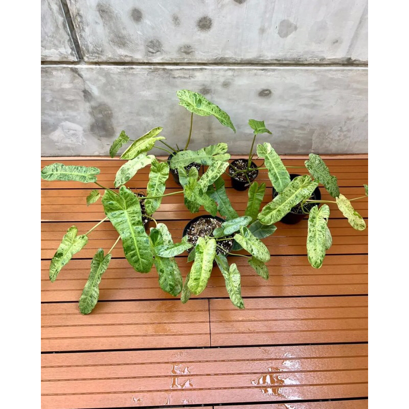 Philodendron Paraiso Verde variegated ‘ Thiên Đường Xanh’