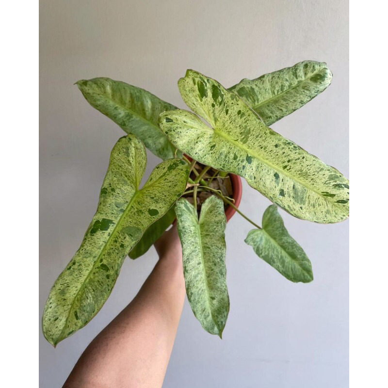 Philodendron Paraiso Verde variegated ‘ Thiên Đường Xanh’