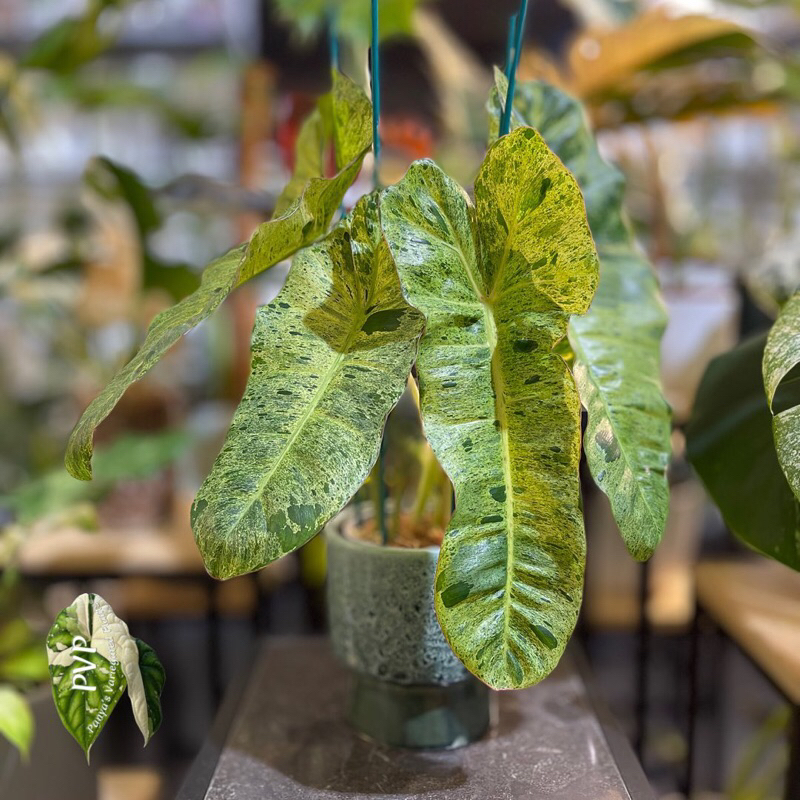 Philodendron Paraiso Verde variegated ‘ Thiên Đường Xanh’