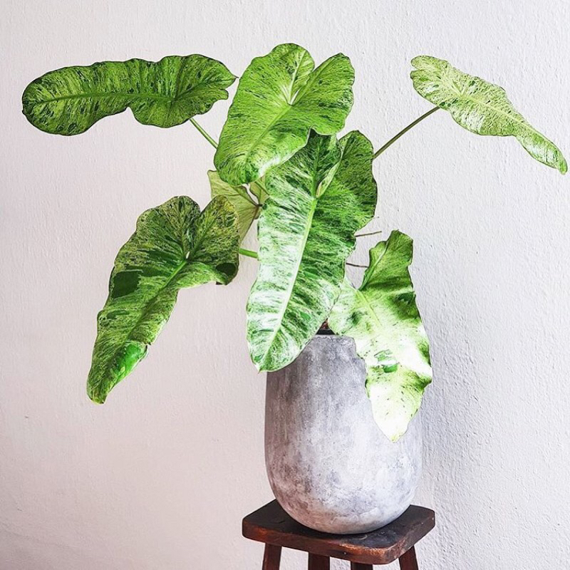 Philodendron Paraiso Verde variegated ‘ Thiên Đường Xanh’