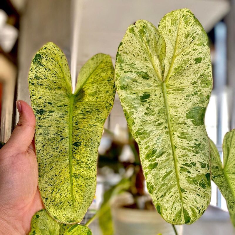 Philodendron Paraiso Verde variegated ‘ Thiên Đường Xanh’
