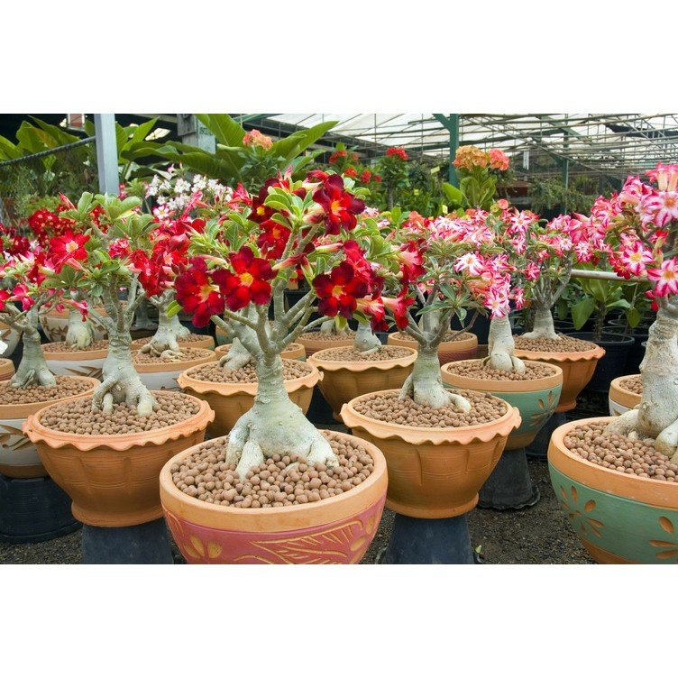 Viên đất nung popper Thái Lan  - 6 Lit