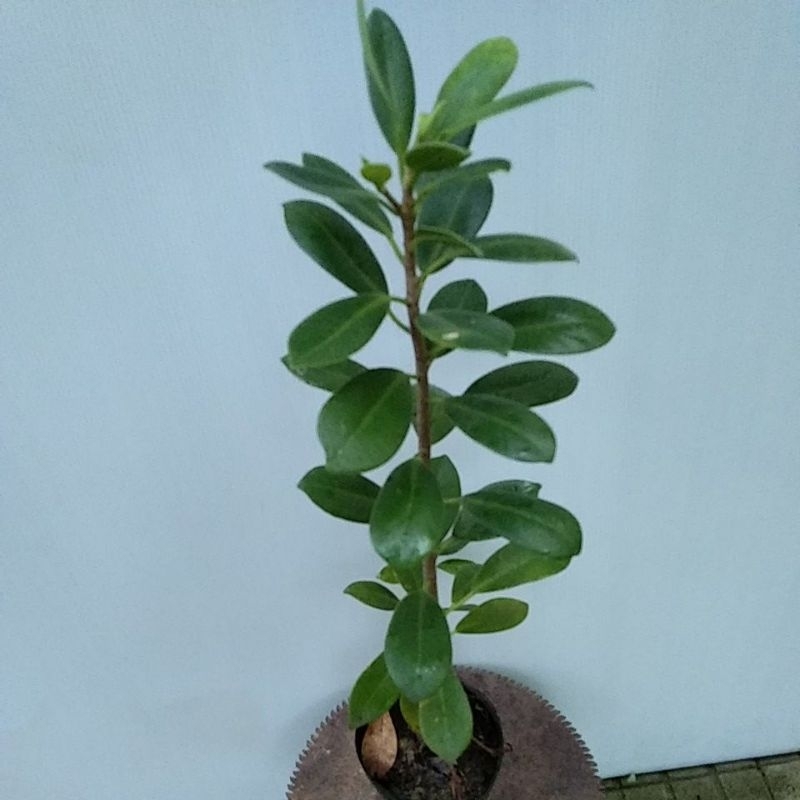 si nhật mini dùng làm bonsai kí non bộ