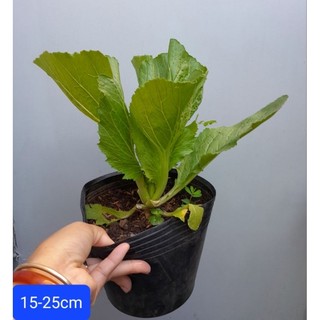 Cây cải đắng