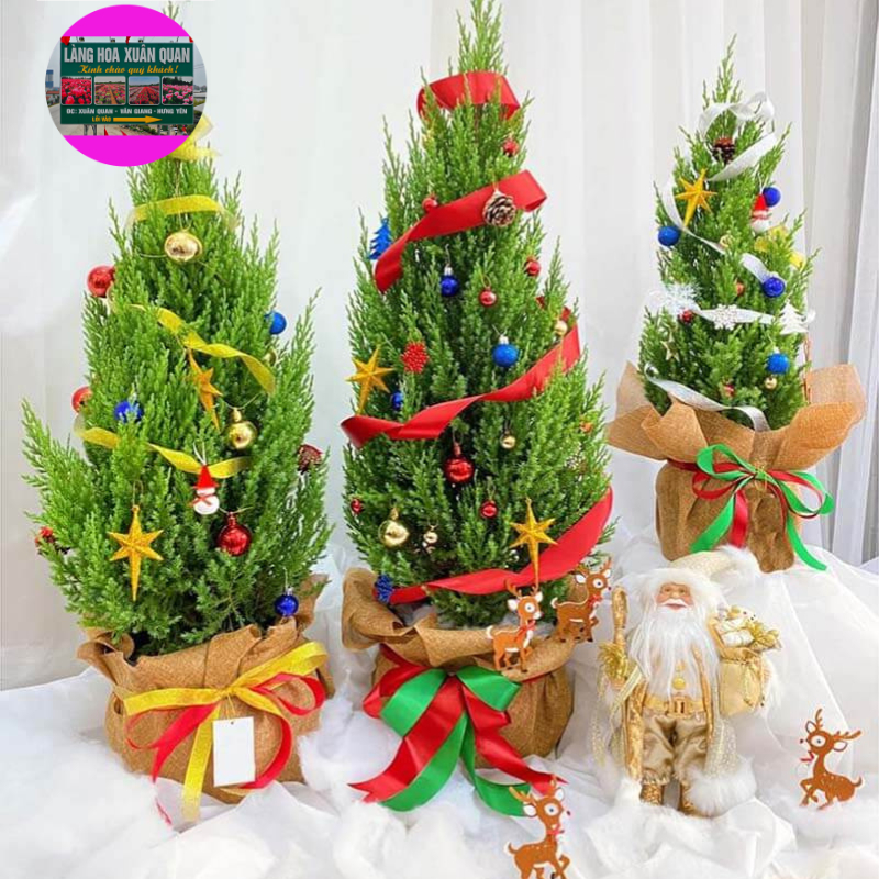 Tùng Thơm Cao 40Cm Đại Diện Cho Sự Trường Sinh, Bởi Cây Phải Trải Qua Nhiều Sương Gió, Điều Kiện Khắc Nghiệt Của Tự Nhiên