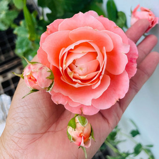 Hoa hồng La Chance rose - hồng bụi, hoa thơm
