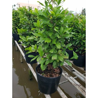thần kỳ 3-4-5 tuổi(đang trái và hoa)tặng kèm phân bón)