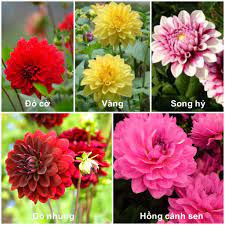 #Hạt_giống_thược_dược_cánh_sen_mix (tặng kích mầm và phân bón )