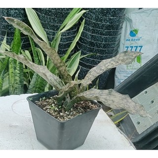 Chậu lưỡi hổ nâu cứng - Sansevieria Kirkii Coppertone